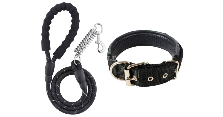 Collier et laisse pour gros chien