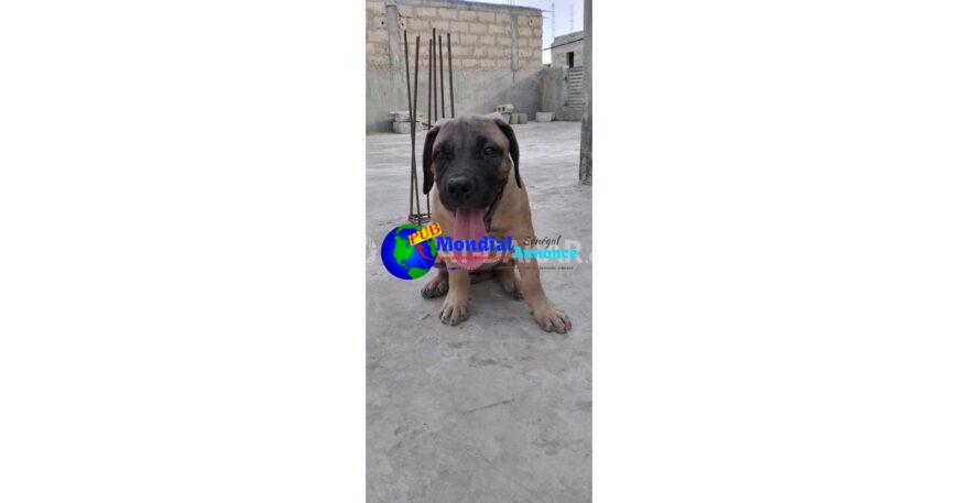 Femelle chiot Boerboel