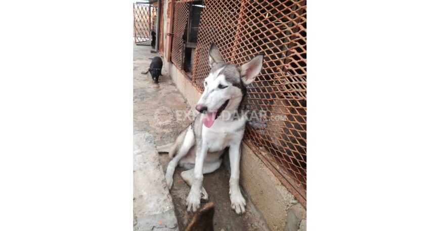 Husky a vendre