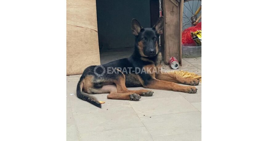 Berger Malinois chiots