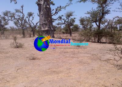 Terrain Agricole de 2.320 m² à Darou Alpha