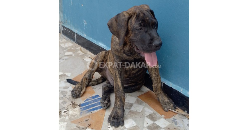 Chiot Presa Canario