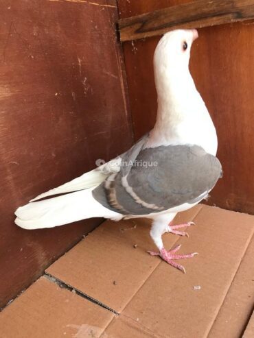 Poules, Lapins & Pigeons Pigeons manteau opale au Sénégal – Mondial Annonce Sénégal