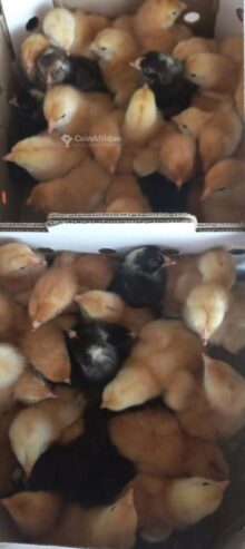 Poules, Lapins & Pigeons Poussins bleue Holland au Sénégal – Mondial Annonce Sénégal