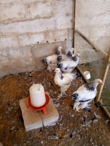 Poules, Lapins & Pigeons Poulets brahman herminés au Sénégal – Mondial Annonce Sénégal