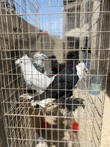 Poules, Lapins & Pigeons Pigeon Tambour Allemand au Sénégal – Mondial Annonce Sénégal