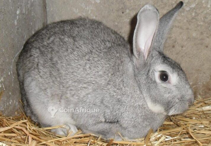 Poules, Lapins & Pigeons Lapin Gris de Touraine au Sénégal – Mondial Annonce Sénégal