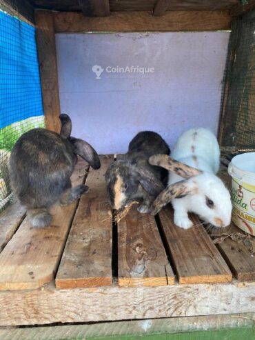 Poules, Lapins & Pigeons Lapin Papillons tricolores au Sénégal – Mondial Annonce Sénégal