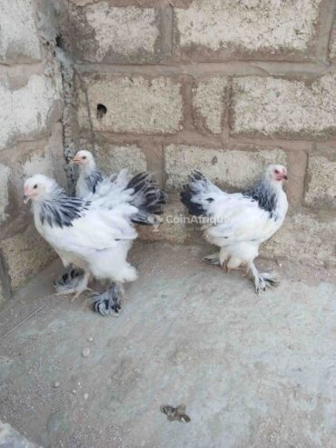 Poules, Lapins & Pigeons Poule Brahman herminé au Sénégal – Mondial Annonce Sénégal