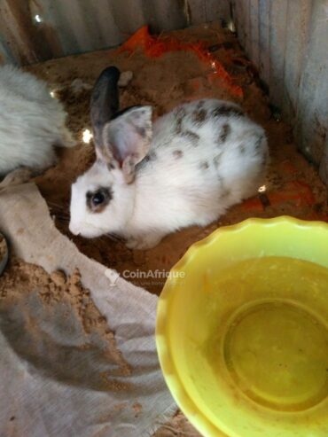 Poules, Lapins & Pigeons Lapin Mâle métisse papillon au Sénégal – Mondial Annonce Sénégal