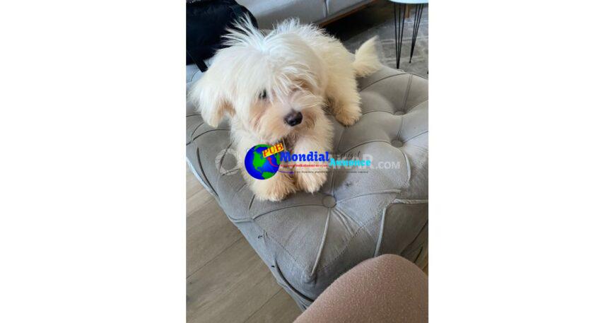 Magnifique chiot shih tzu maltais