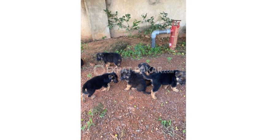 CHIOTS BERGERS ALLEMAND PURE SANG