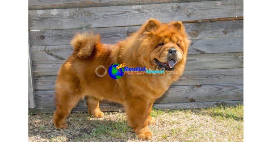 Male Chow chow importe