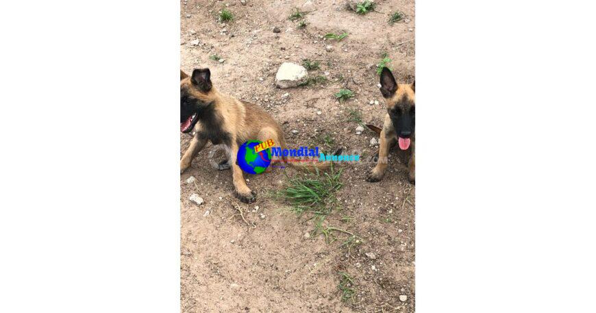 Chiots malinois femelles