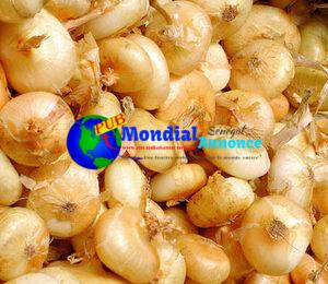 Roasted Cippolini Onions Recipe