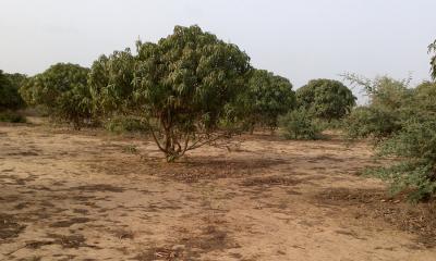 Verger Fruitier de 1,06 hectare à Bayakh