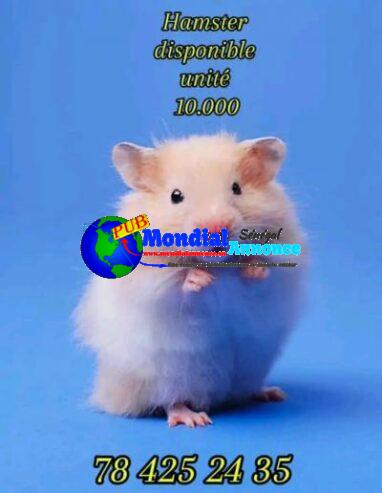 Hamster à vendre