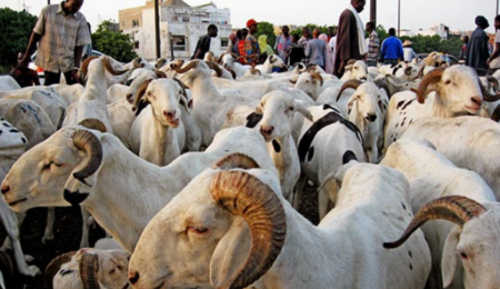 animeaux senegal 450x260 - Les Animaux au Sénégal : Une Passion qui Se Transforme en Business local