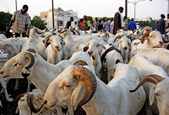 animeaux senegal - Les Animaux au Sénégal : Une Passion qui Se Transforme en Business local